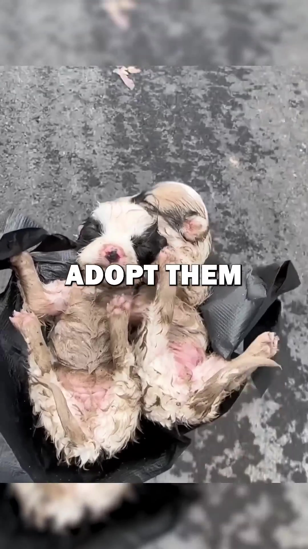 A person's hands gently picking up two wet, muddy puppies.