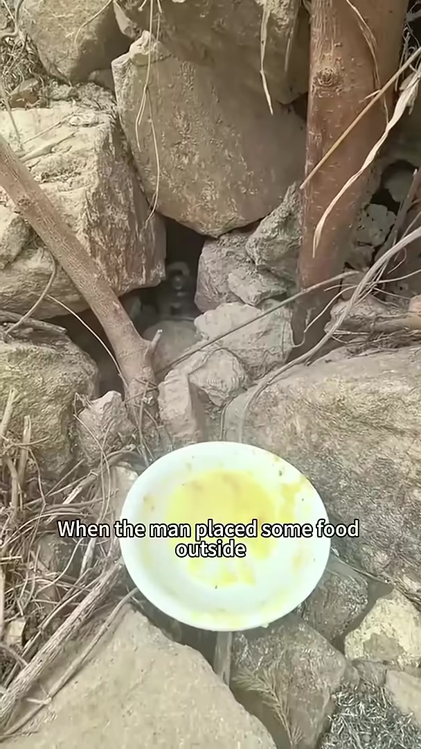 A puppy cautiously eating from a bowl of food placed by a person.