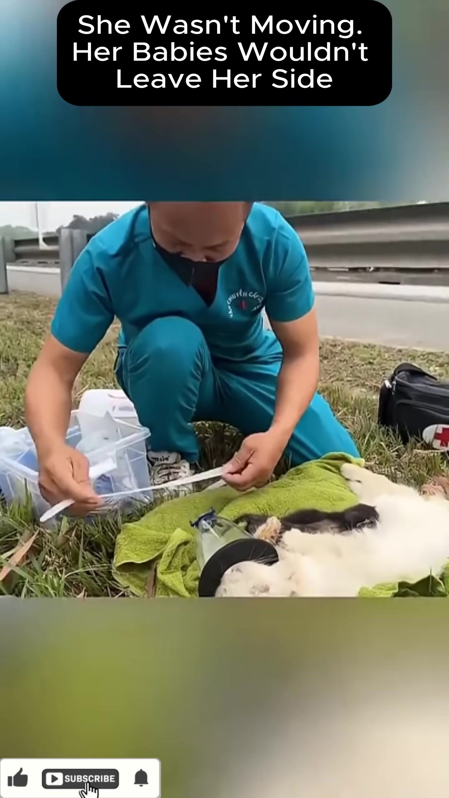 Rescuers carefully examine the mother cat, while her kittens remain nearby.
