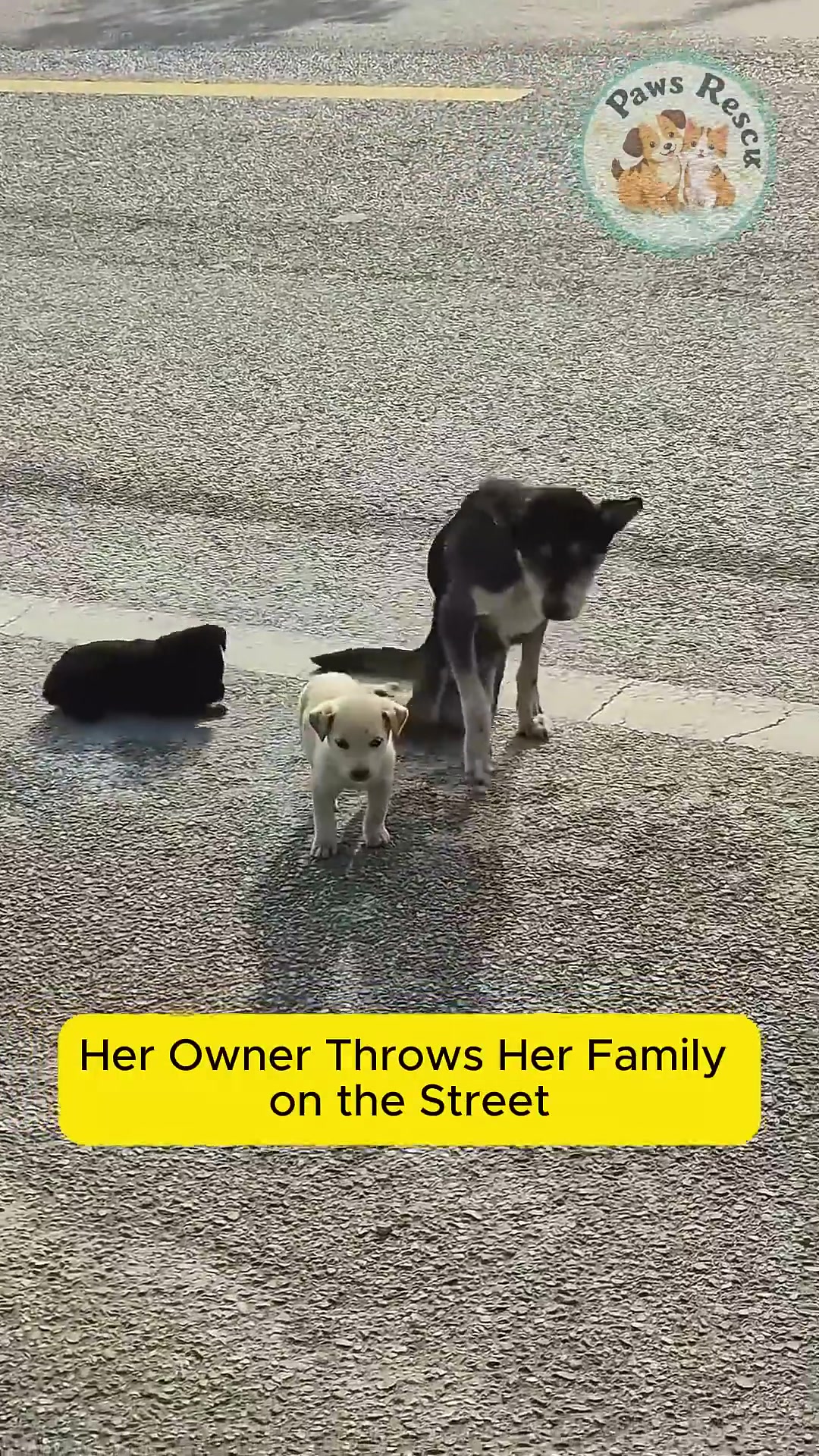 Close-up of the mother dog's paralyzed hind legs.
