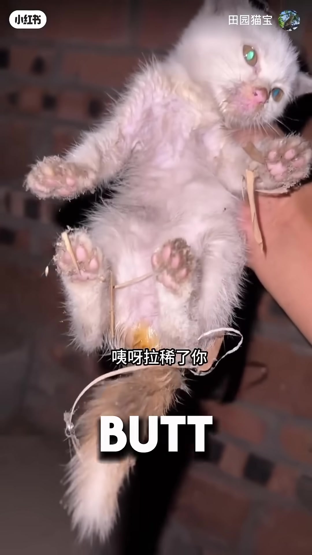 A close-up of a tiny, dirty kitten being held gently in a man's hands.