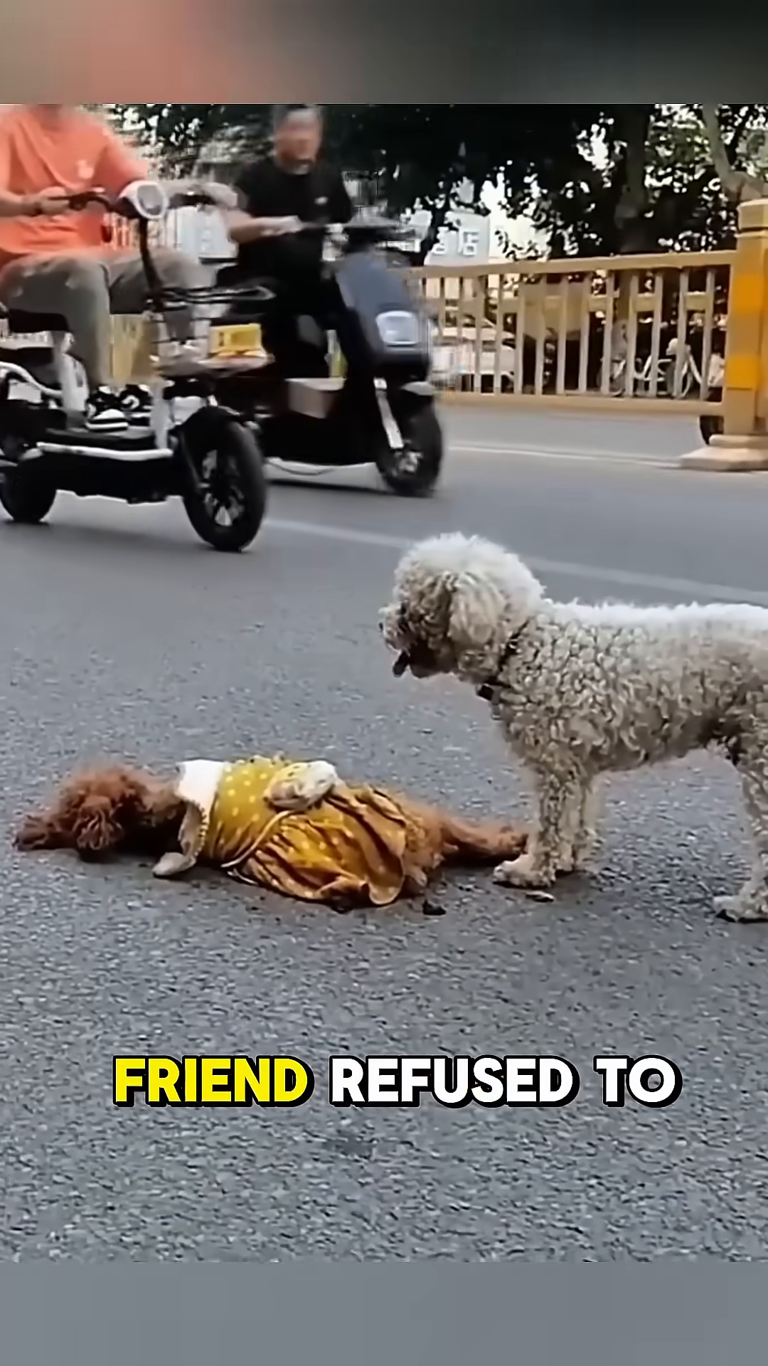 A white poodle-type dog stands protectively over the lifeless brown puppy, looking down with concern.