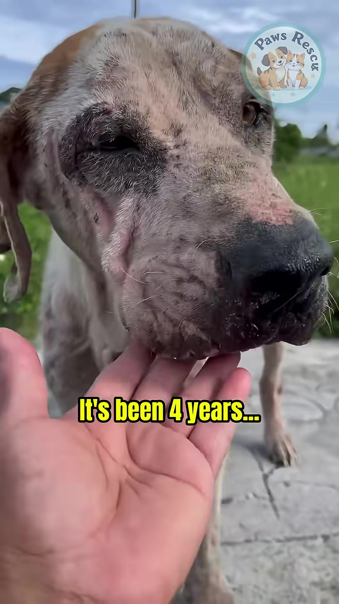 A hand gently reaches out to touch the dog's face, offering comfort.