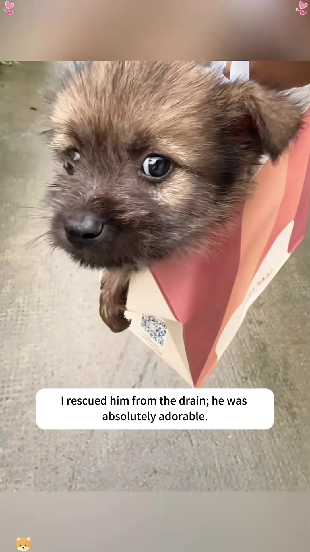A person's hands are gently lifting a small, wet puppy out of a drain.
