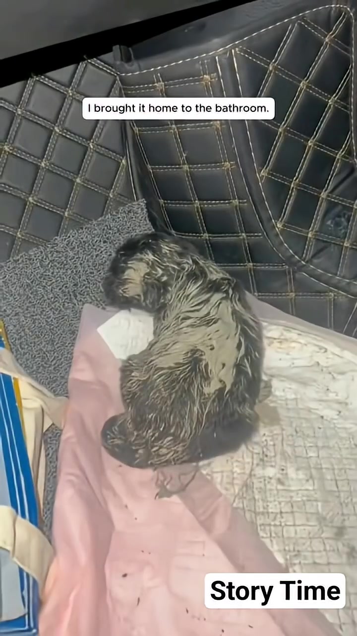 A small, wet black puppy is lying on a soft blanket in a bathroom, being gently touched by a hand.