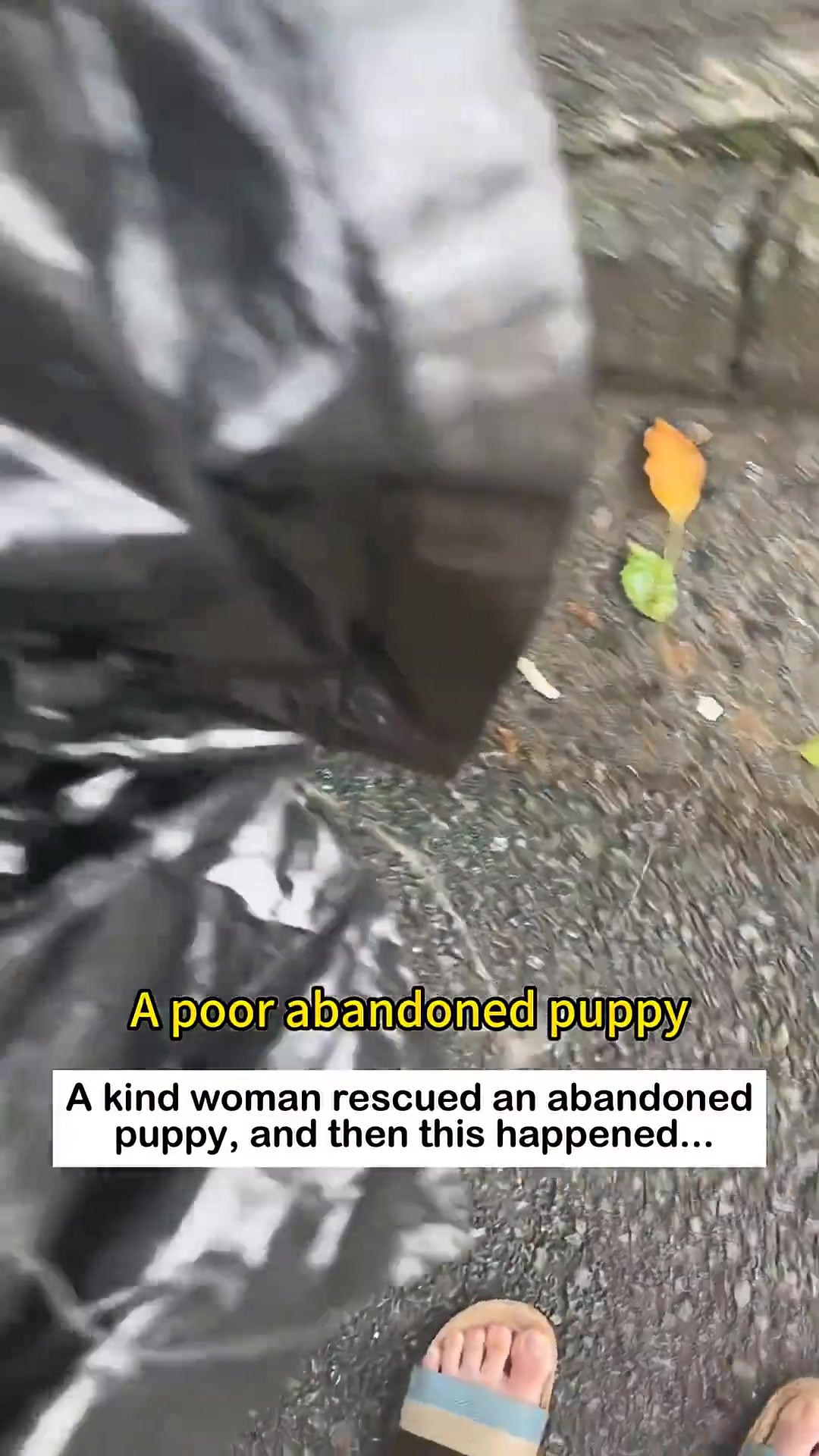 A person's hands gently placing a small puppy into a black plastic bag.