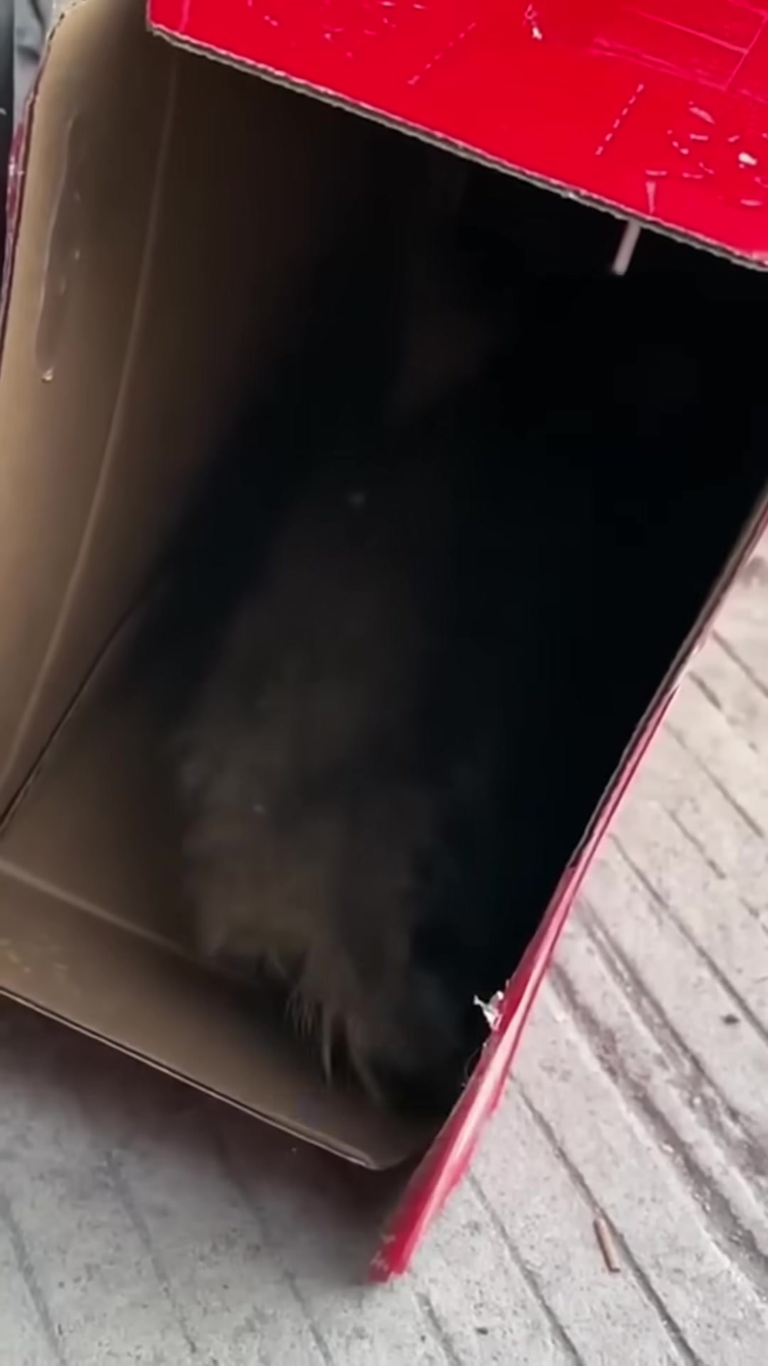 The kitten climbs into a cardboard box and lies down, trusting her rescuers.