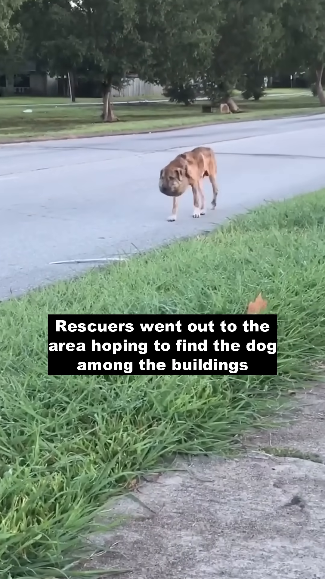 A dog with a swollen head walks on a sidewalk.