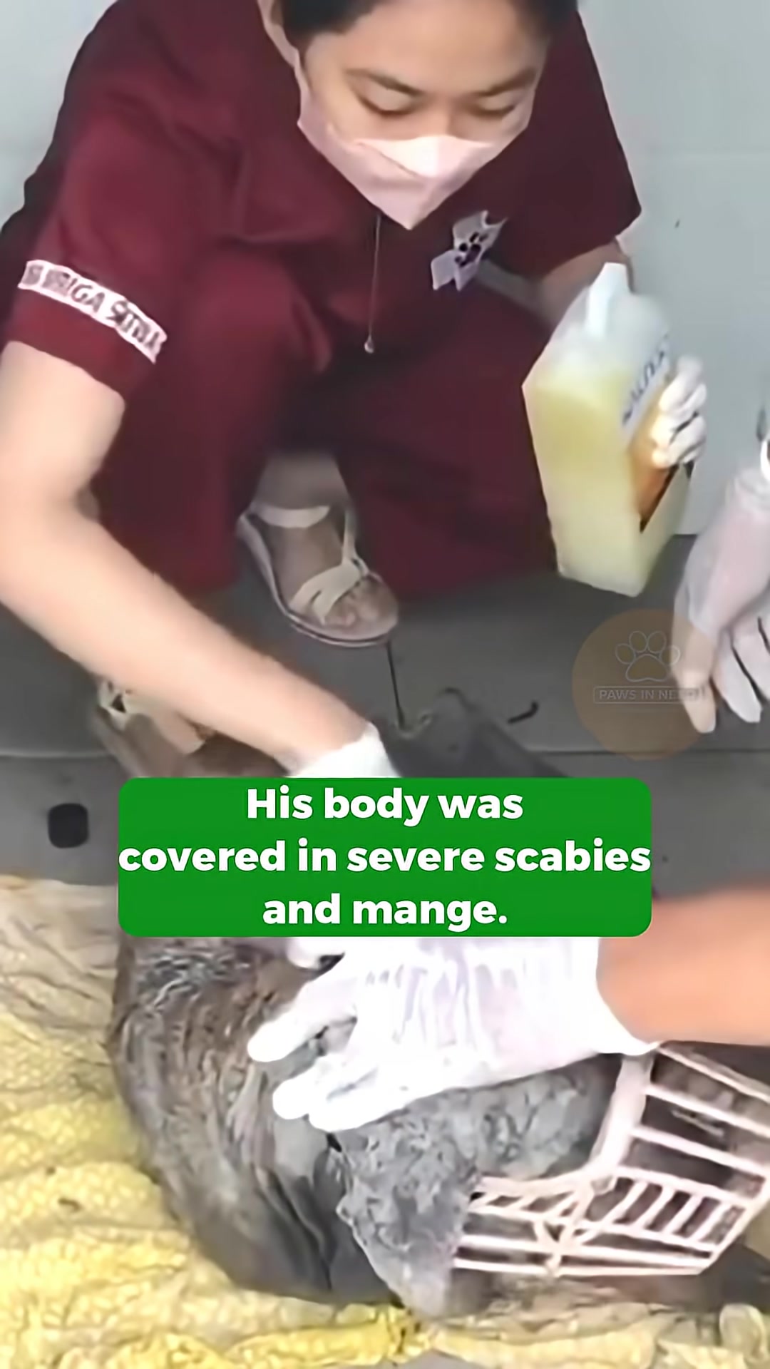 A close-up of the dog's skin shows severe lesions and inflammation.