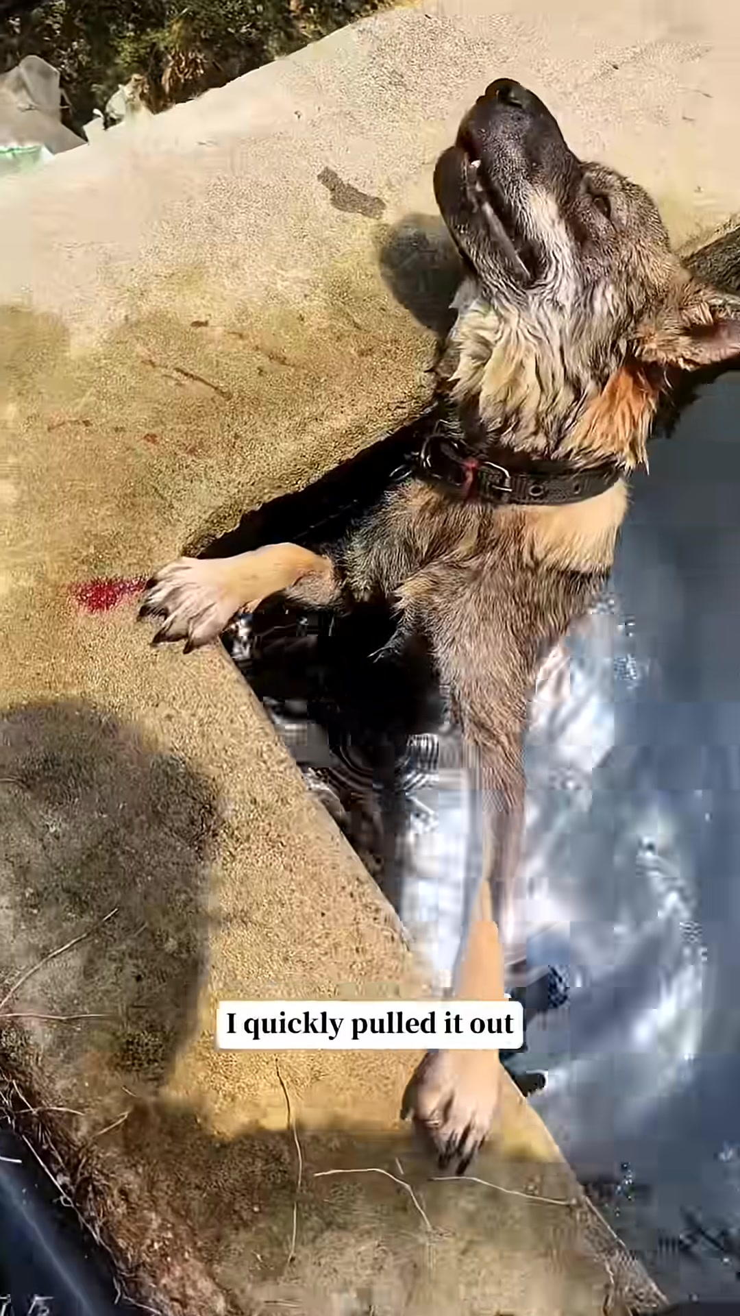 A person is pulling a wet, distressed dog out of a pond.