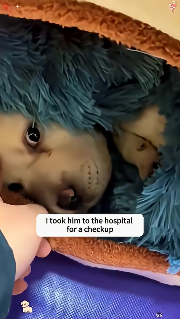 A veterinarian in blue gloves gently examines a puppy's mouth during a check-up.