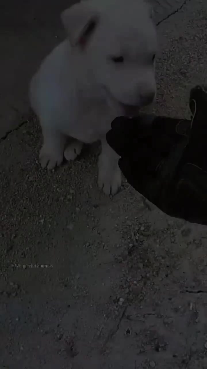 A gloved hand pets a small white puppy sitting on the ground.