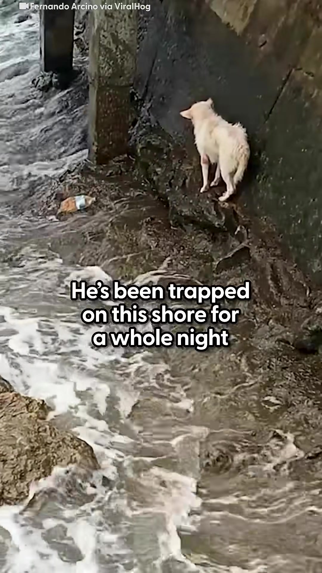Waves crash against the rocks where the dog is stranded.