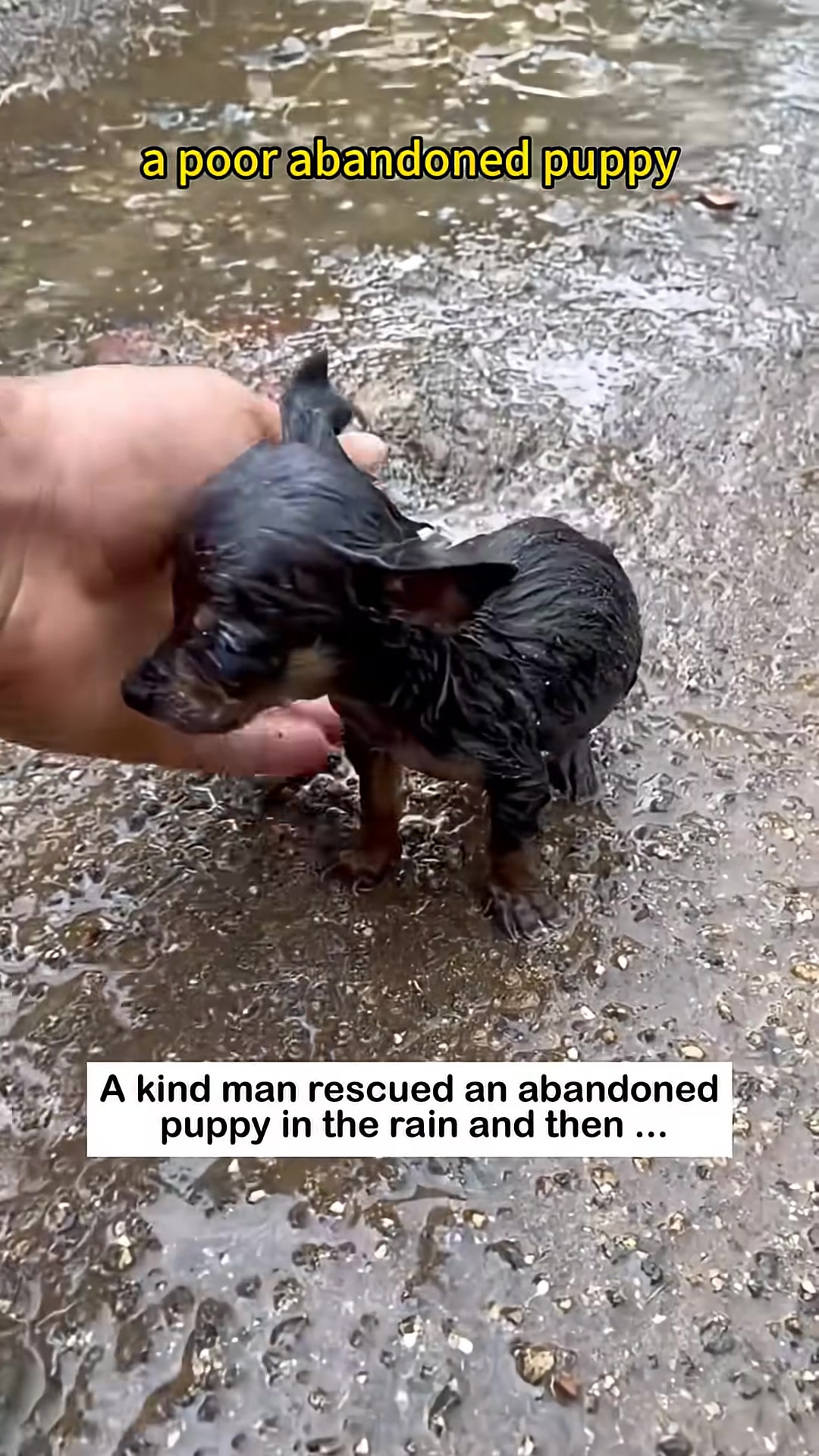 A man's hand gently scoops up the tiny, wet puppy.