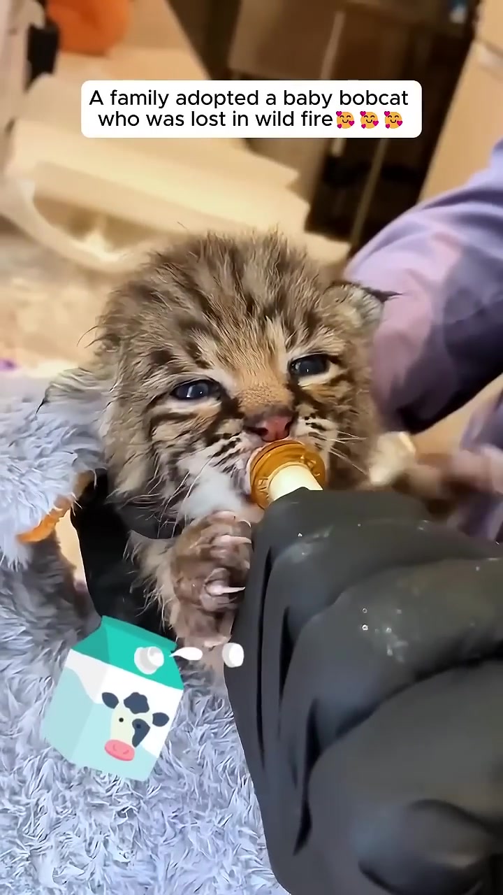 A hand in a black glove holds a bottle to the mouth of the bobcat kitten, who is drinking.