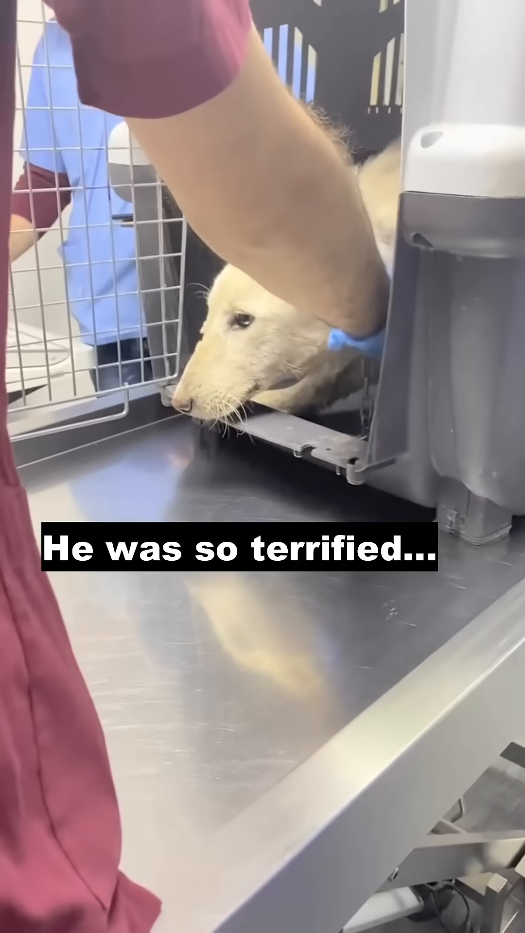 A veterinarian gently handling a sedated dog on an examination table.