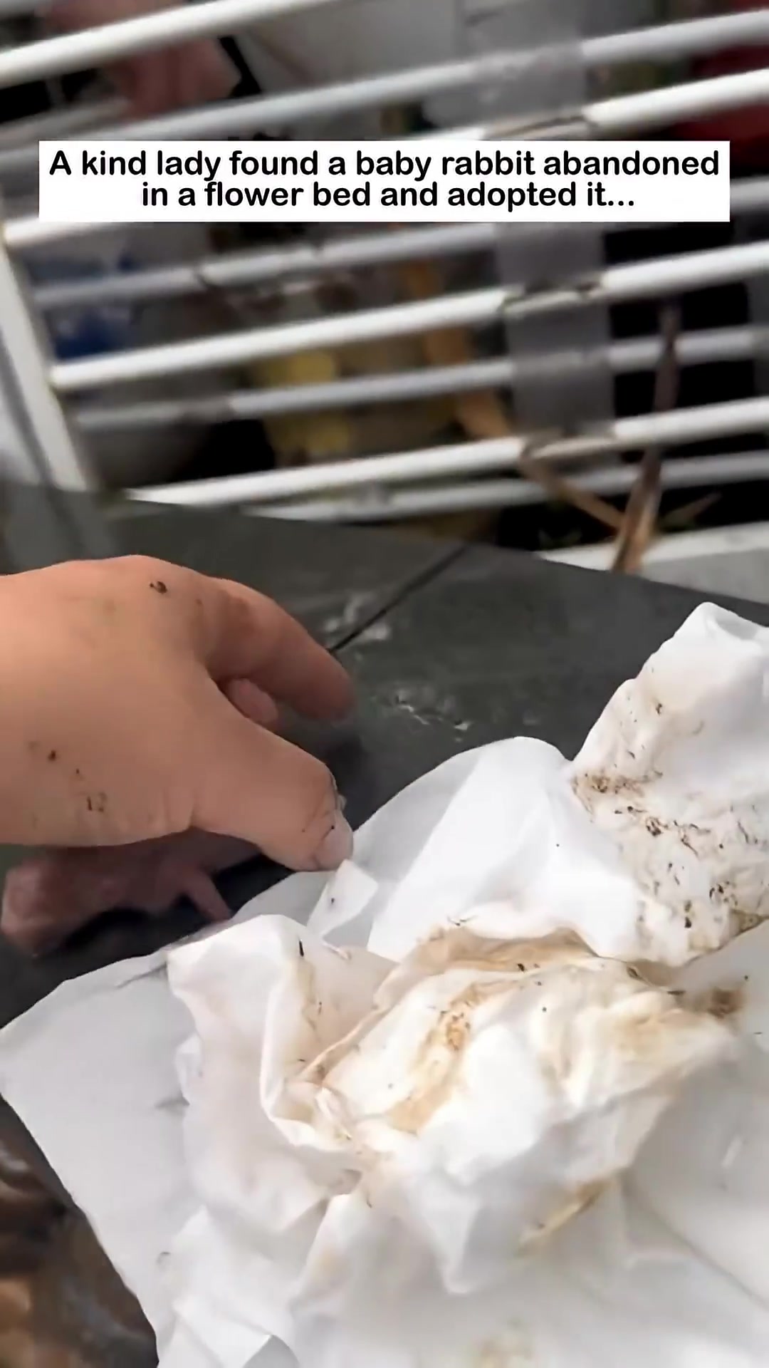 A person's hand gently scoops up the tiny baby rabbit from the ground.