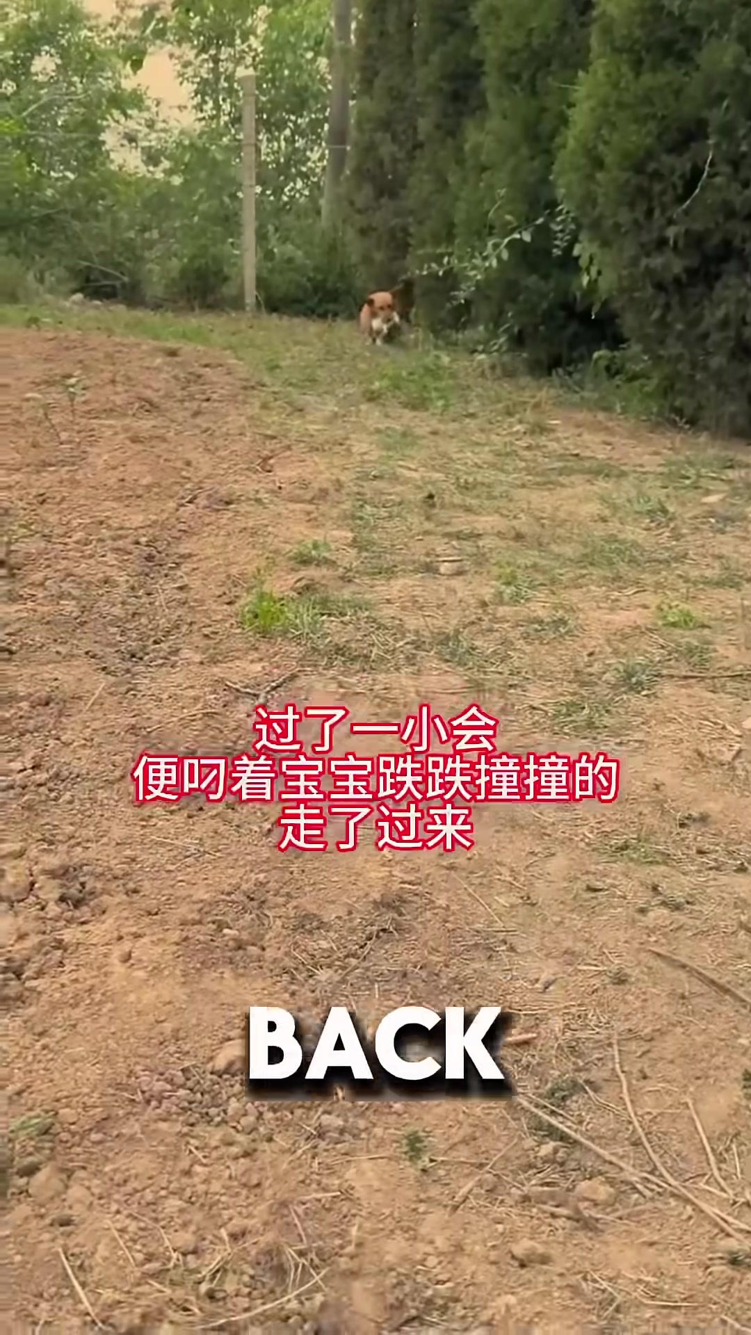 The dog returning from the bushes with a crying puppy in her mouth.