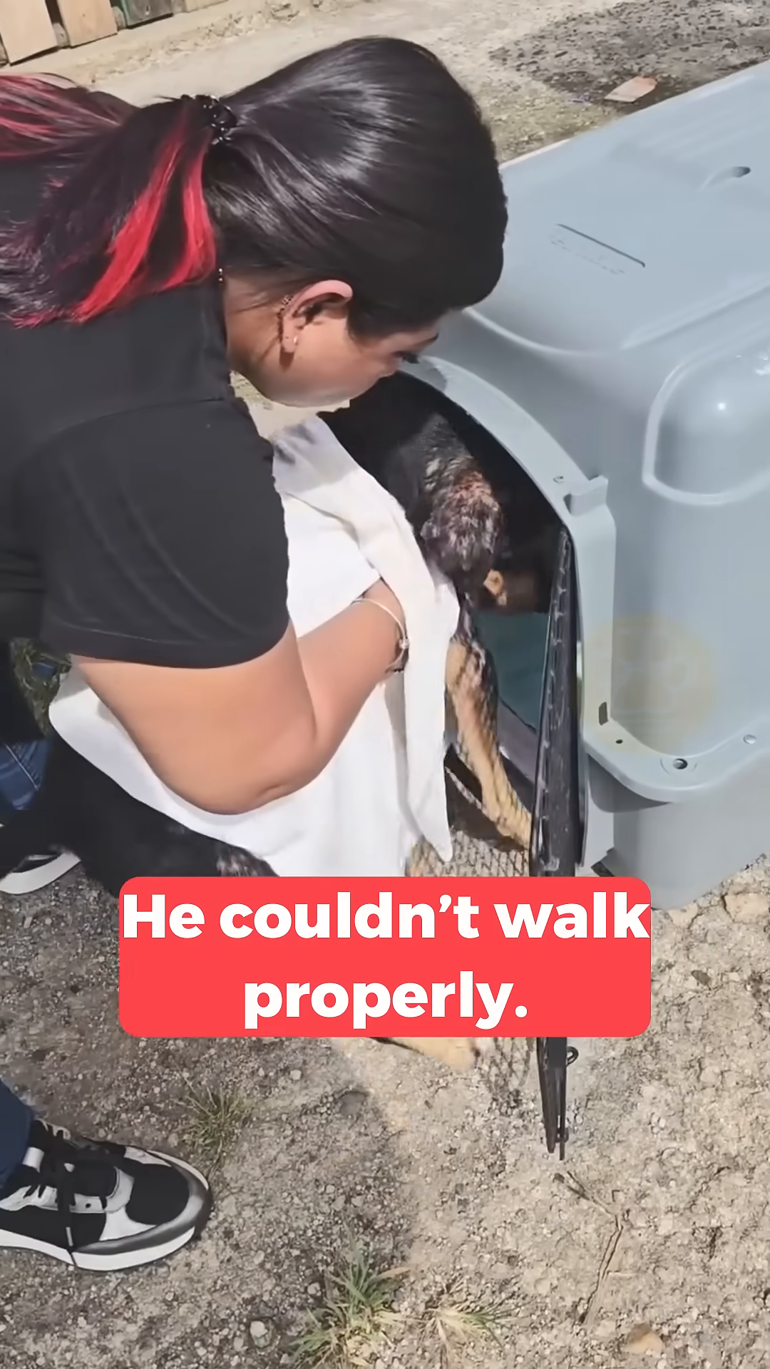 A woman gently places a white cloth over a dog's back as she helps it into a carrier.