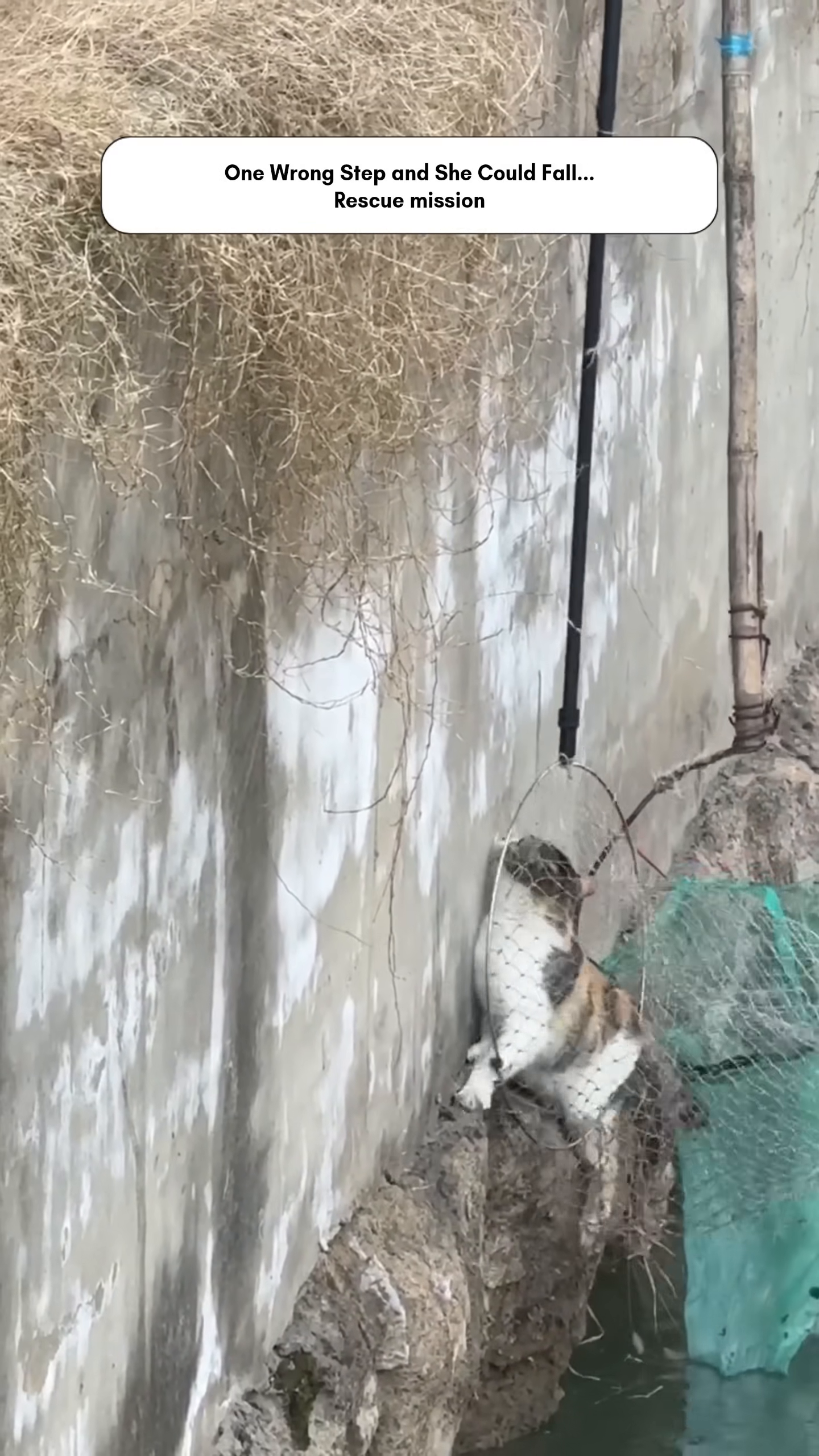 A green rescue net is lowered towards the stranded cat.