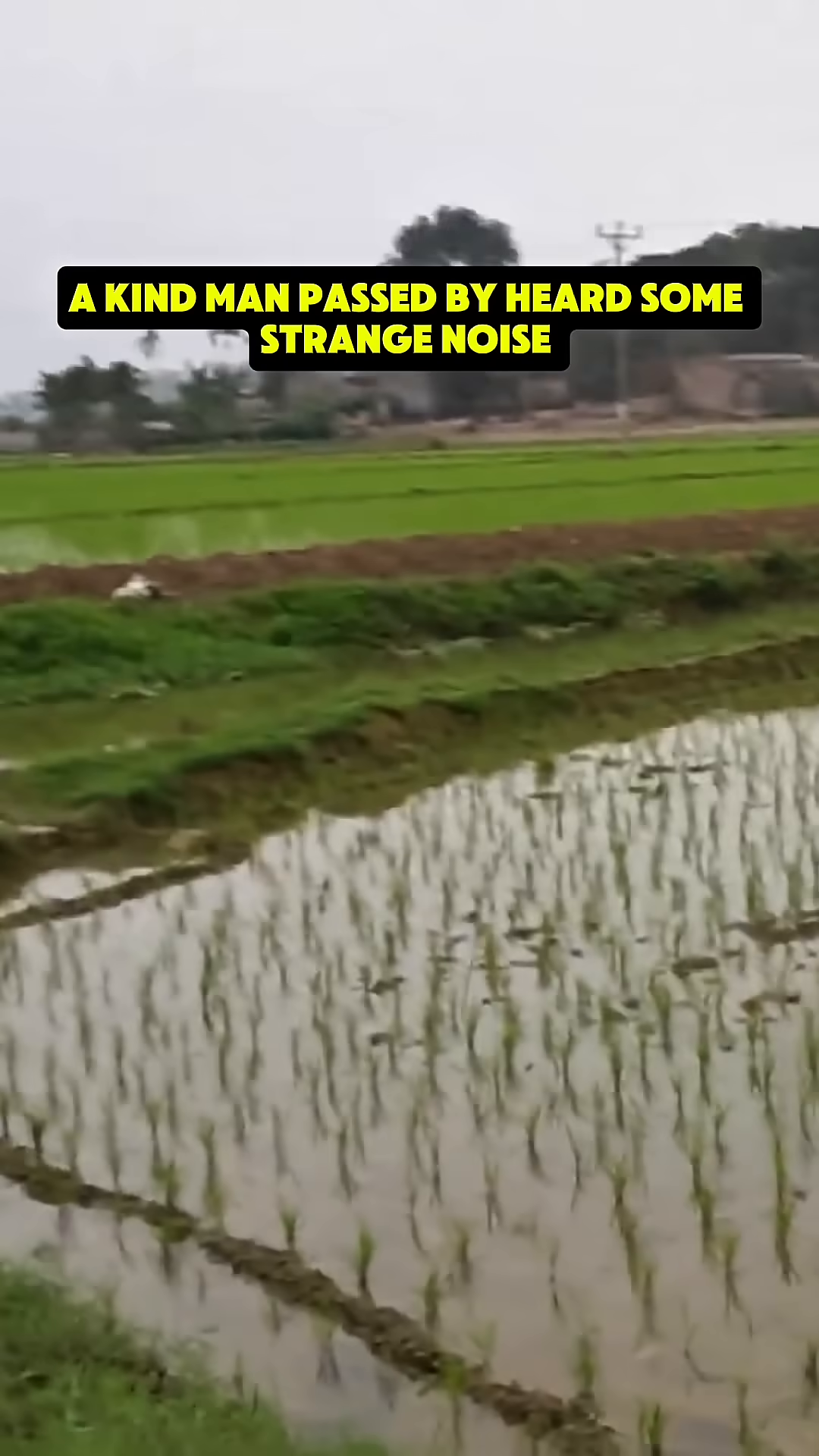 A man cautiously walking through a grassy path near a rice field, looking towards the source of a sound.
