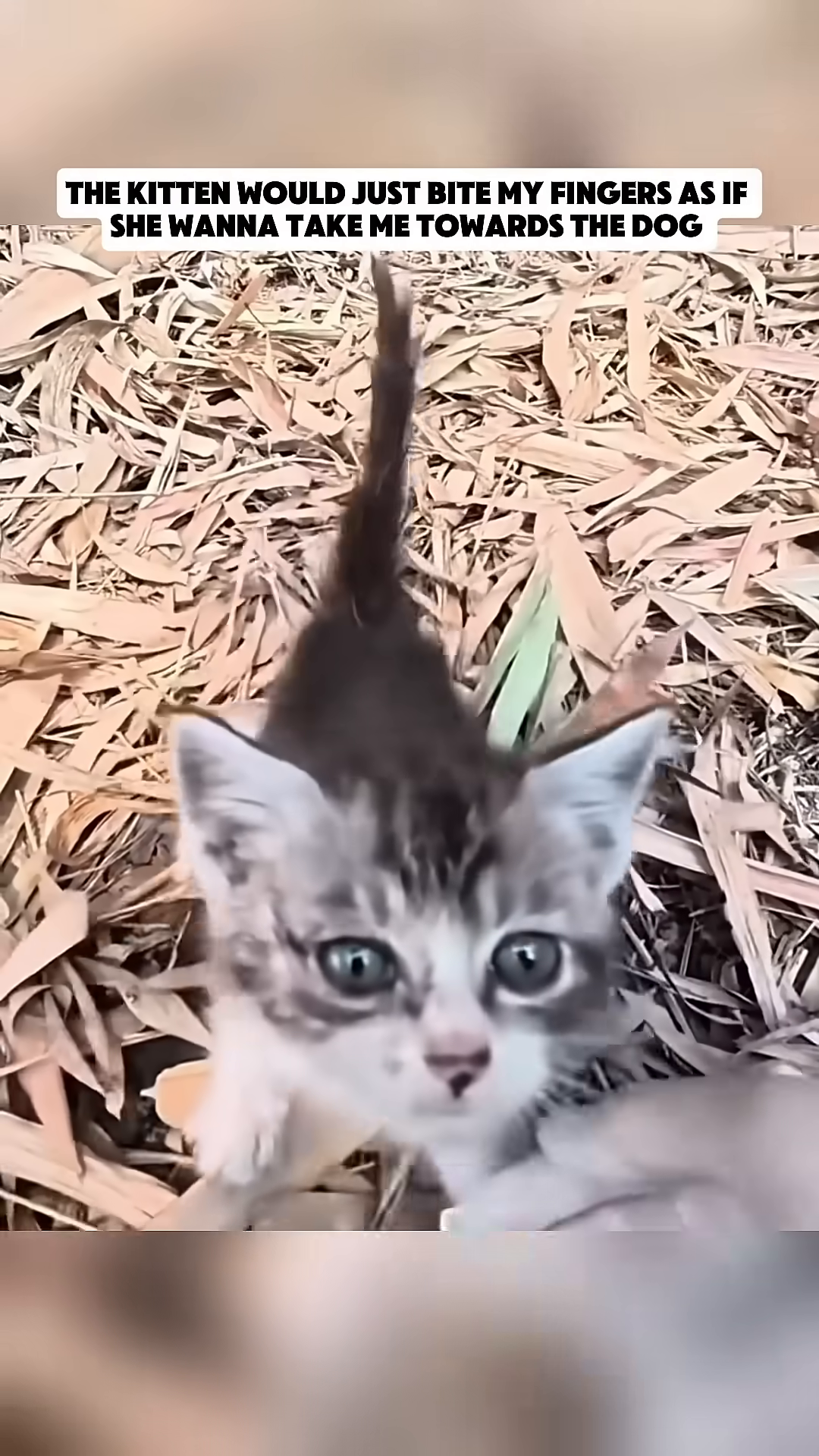 A kitten bites a person's finger, trying to lead them.