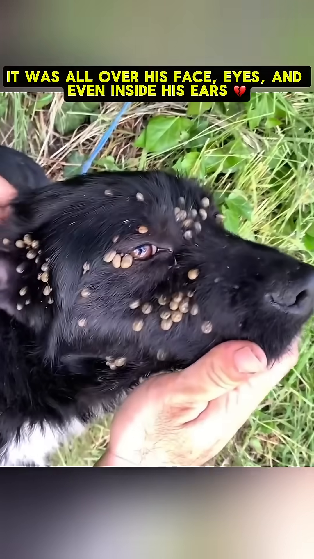 Close-up of the dog's face, showing a dense concentration of ticks around its eyes and on its muzzle.