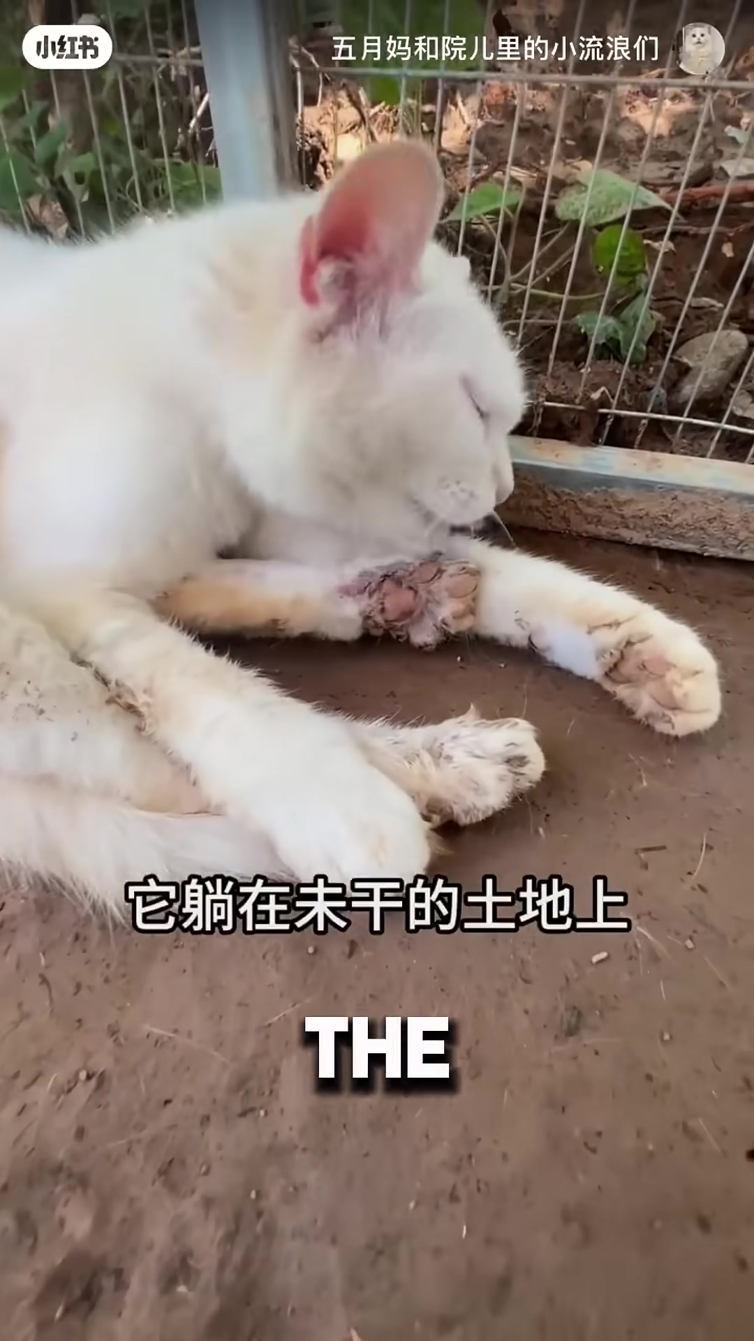 A woman looking sadly at a white cat sleeping alone away from the group.