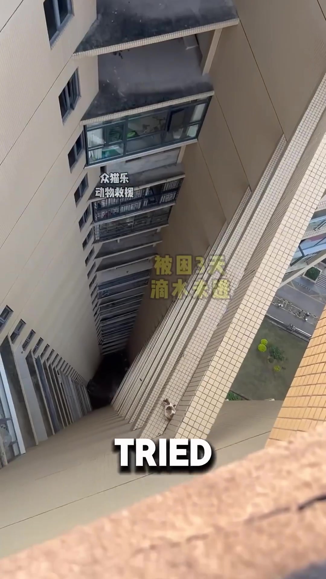 Rescuers carefully maneuvering a rope near the trapped cat on the high ledge.