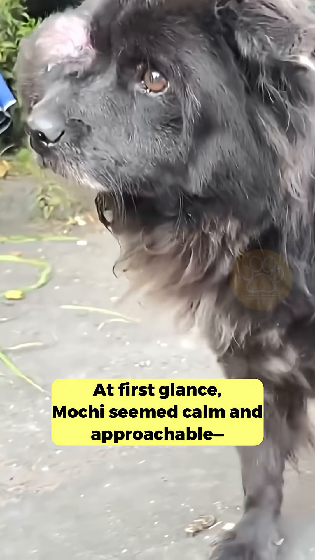 A close-up of Mochi's paw, showing severely overgrown and curled nails.