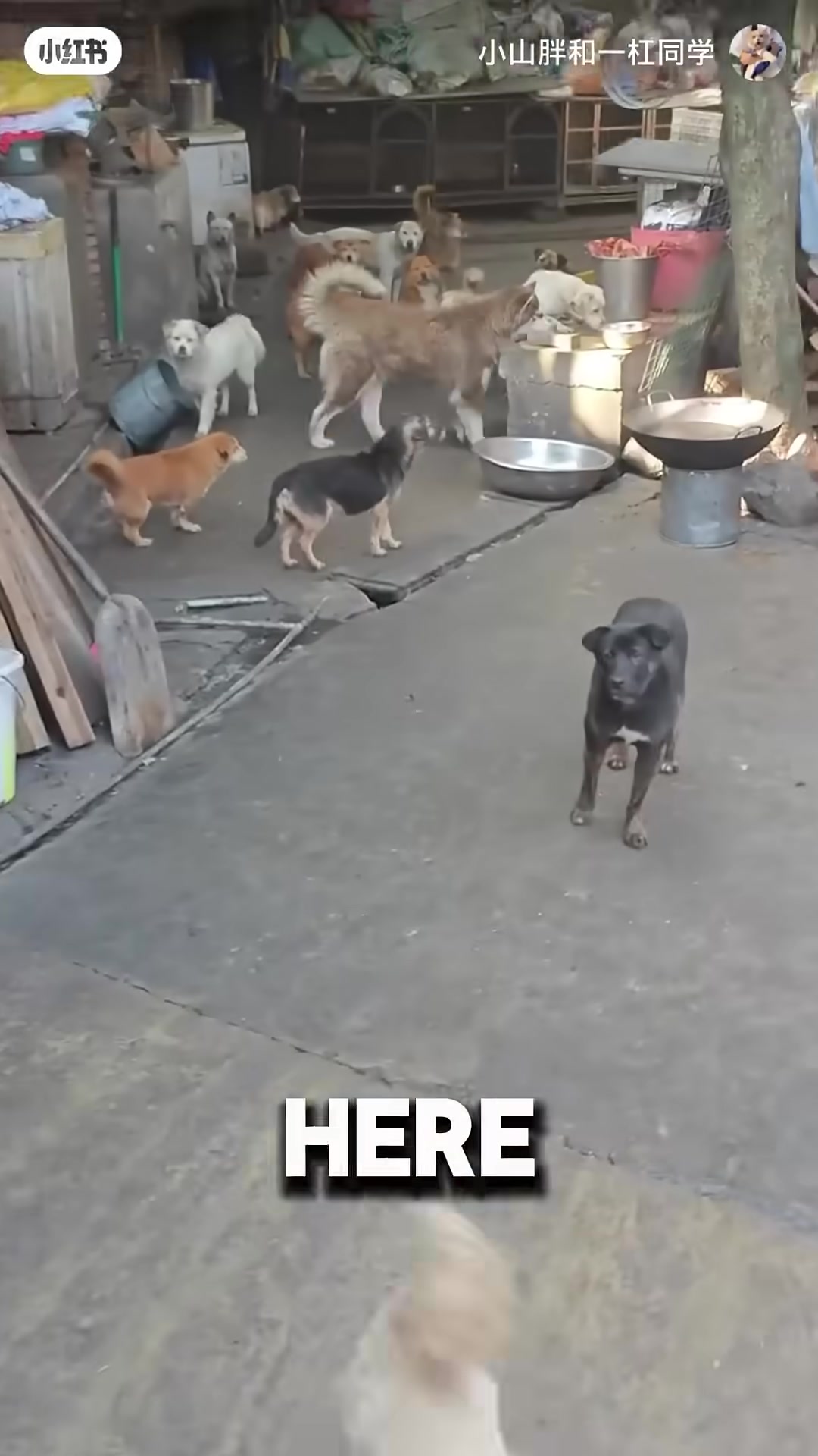 A 70-year-old man stands among a large group of rescued dogs of all sizes and breeds.