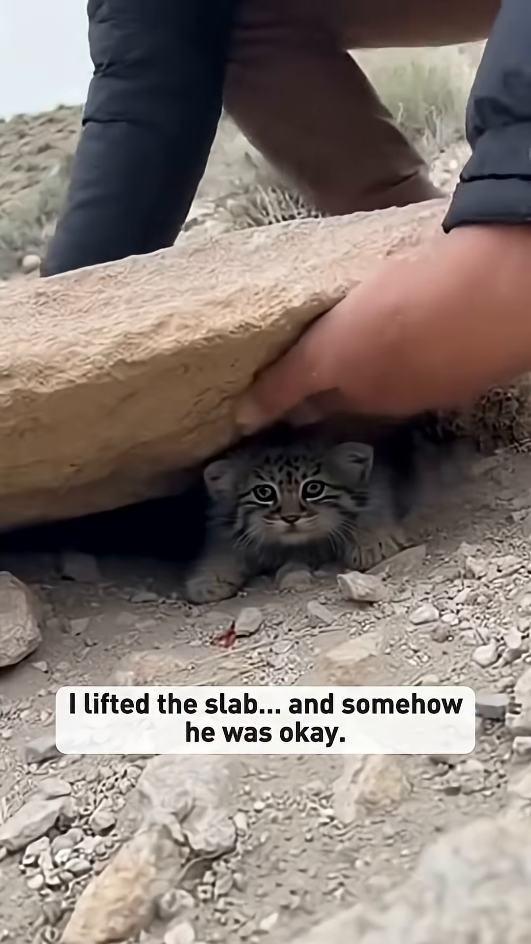 Hands carefully lift a large rock, revealing a small Pallas's cat kitten underneath.