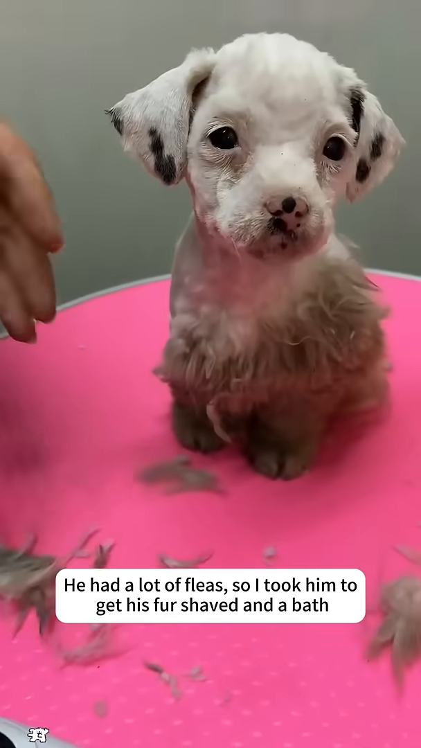 A puppy's fur is being shaved off, revealing its pink skin.