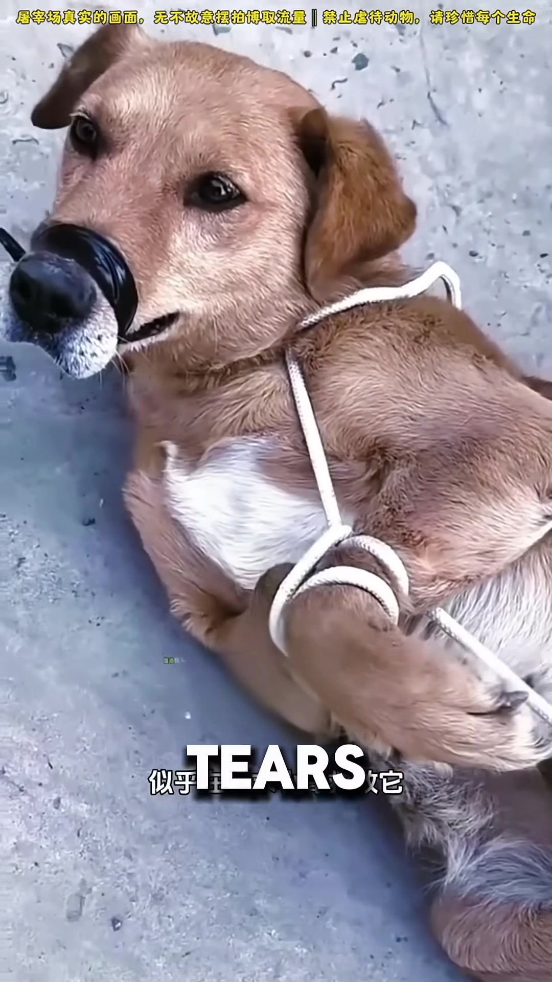 Tears in the dog's eyes as she looks at her owner for help.