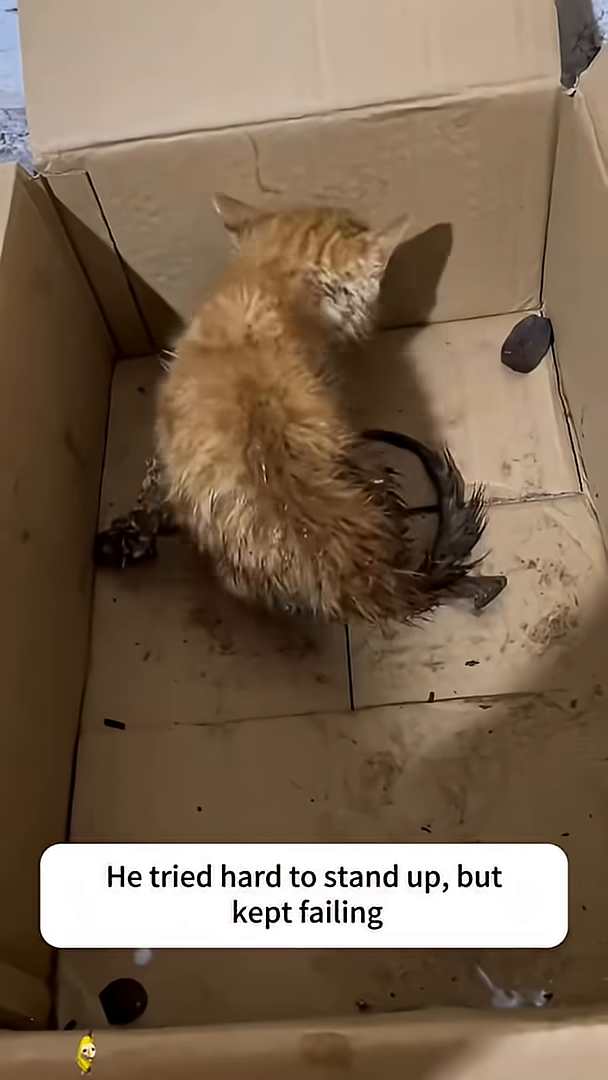 A kitten in a cardboard box inside a car, being transported to the hospital.
