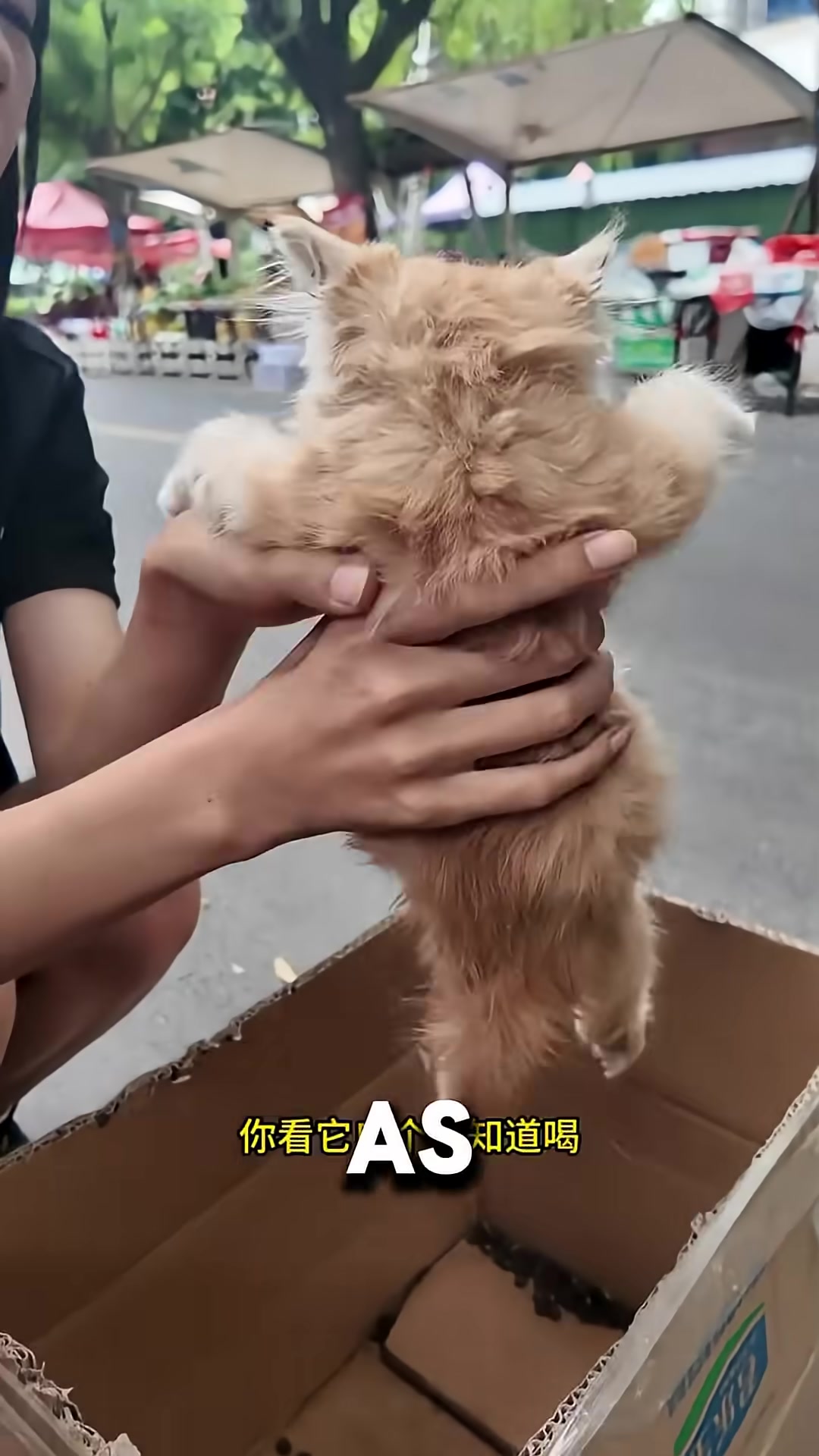 The kitten meowing desperately at passersby, pleading for help.