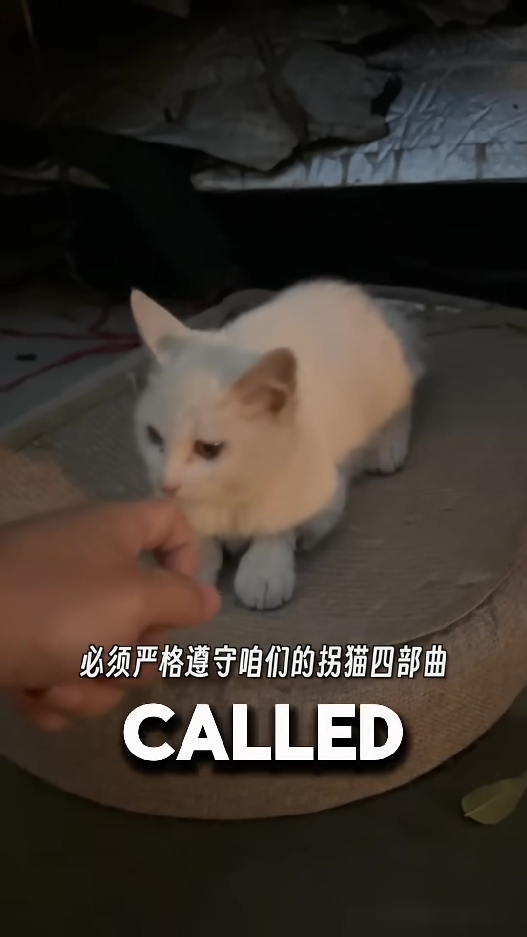 A man kneeling down to let a small kitten sniff his hand.