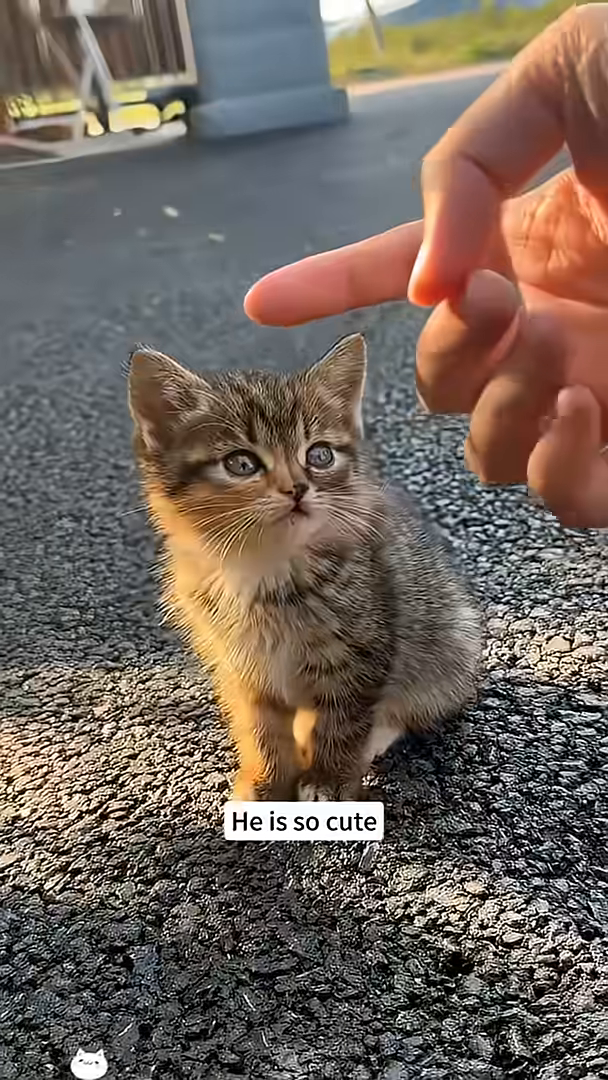 A person's hand gently pets a small kitten, offering comfort.