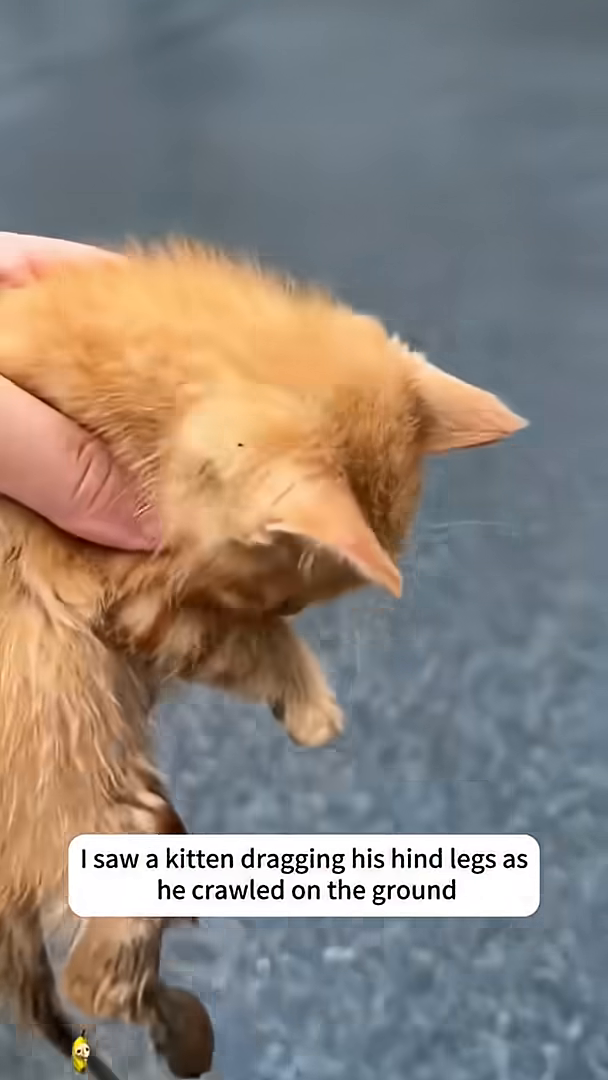 A hand is gently petting a small ginger kitten that is lying on its back.