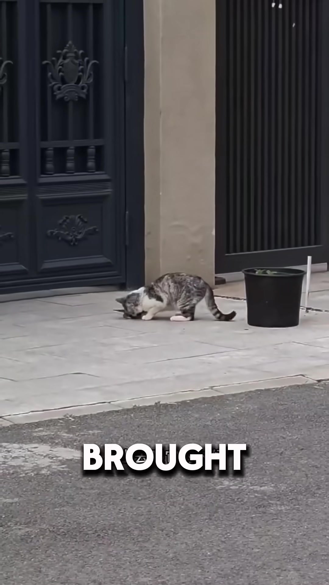A stray cat carrying a kitten toward a man, meowing loudly.