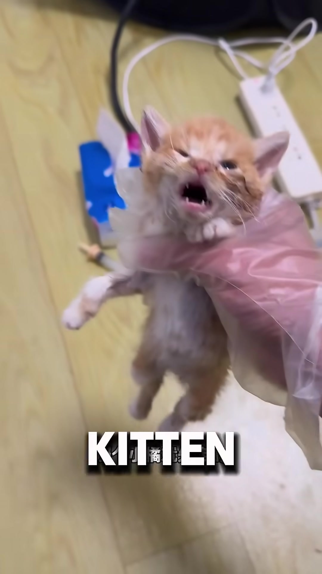 A small orange kitten lying still, surrounded by sadness.