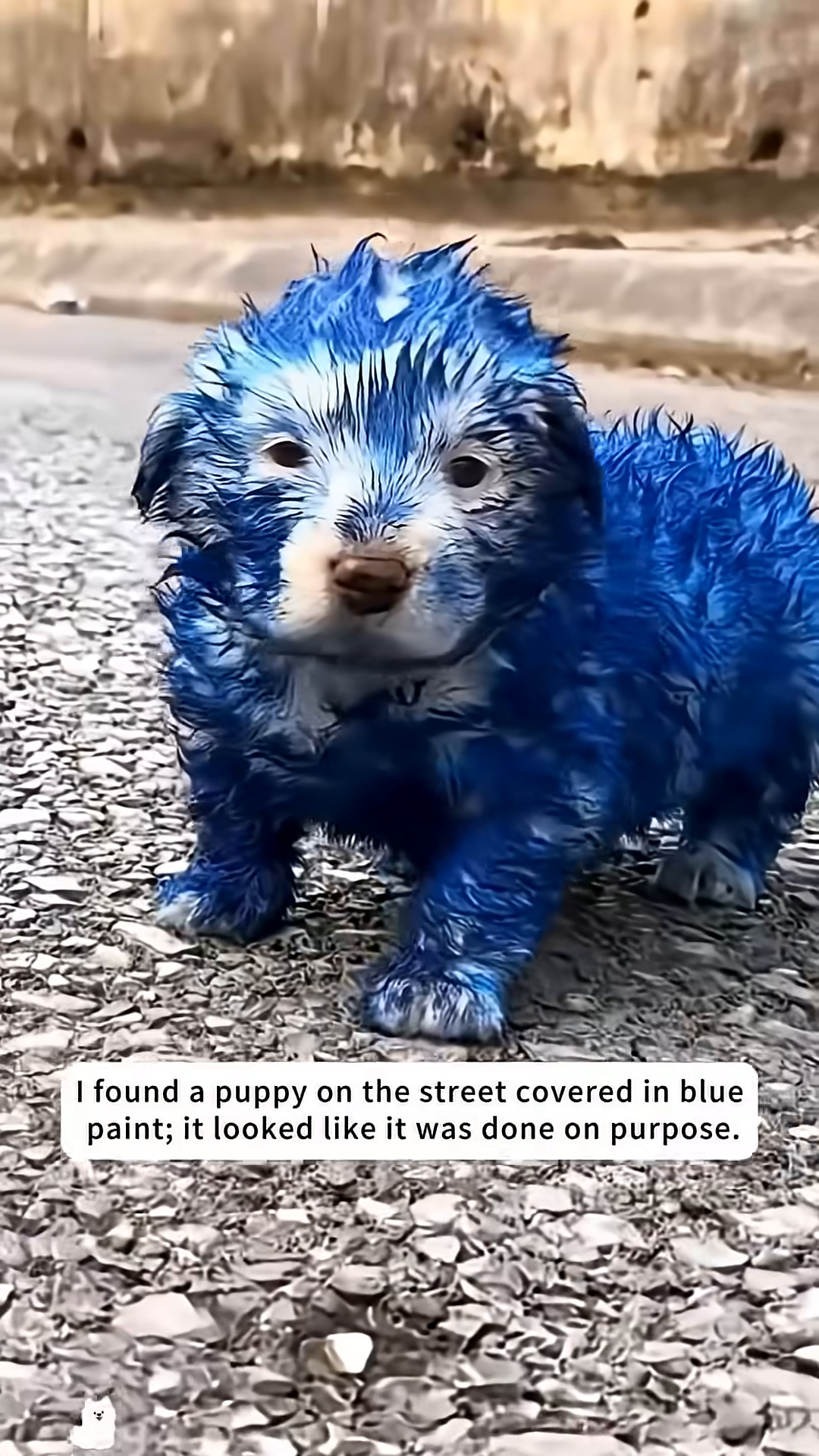 The blue-painted puppy looks hesitant as a piece of bread is offered.