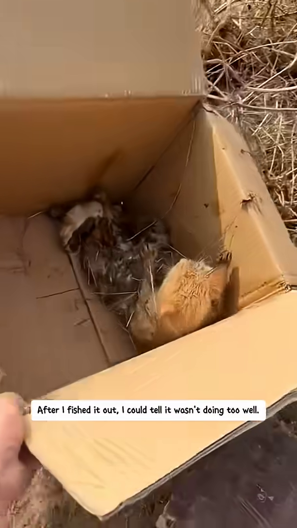 A cat is being placed into a cardboard box by a person wearing gloves.