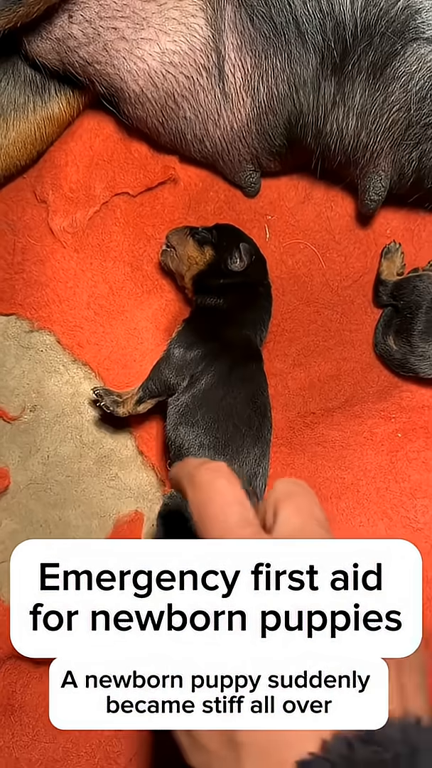 A hand gently supports the stiff newborn puppy, attempting to rouse it.