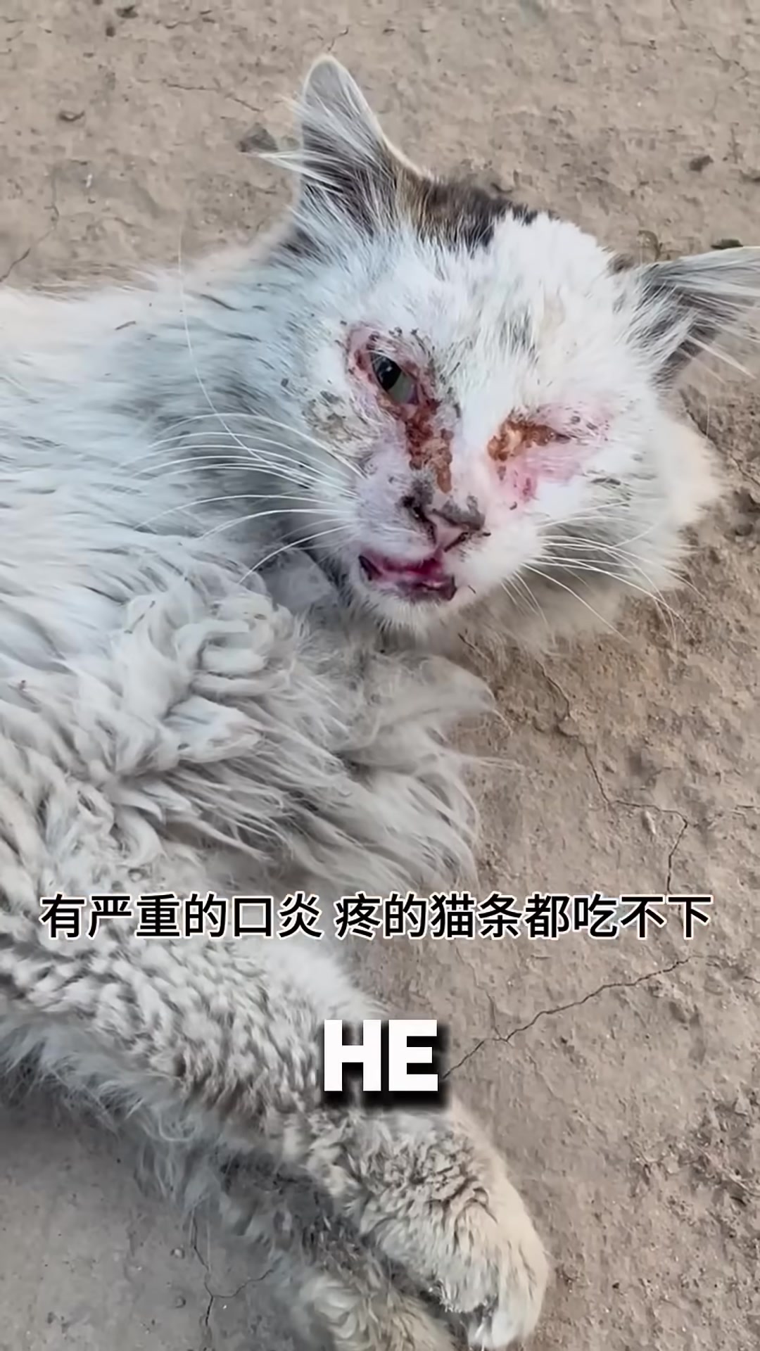 A sick, frail cat looking up at a woman with pleading eyes.