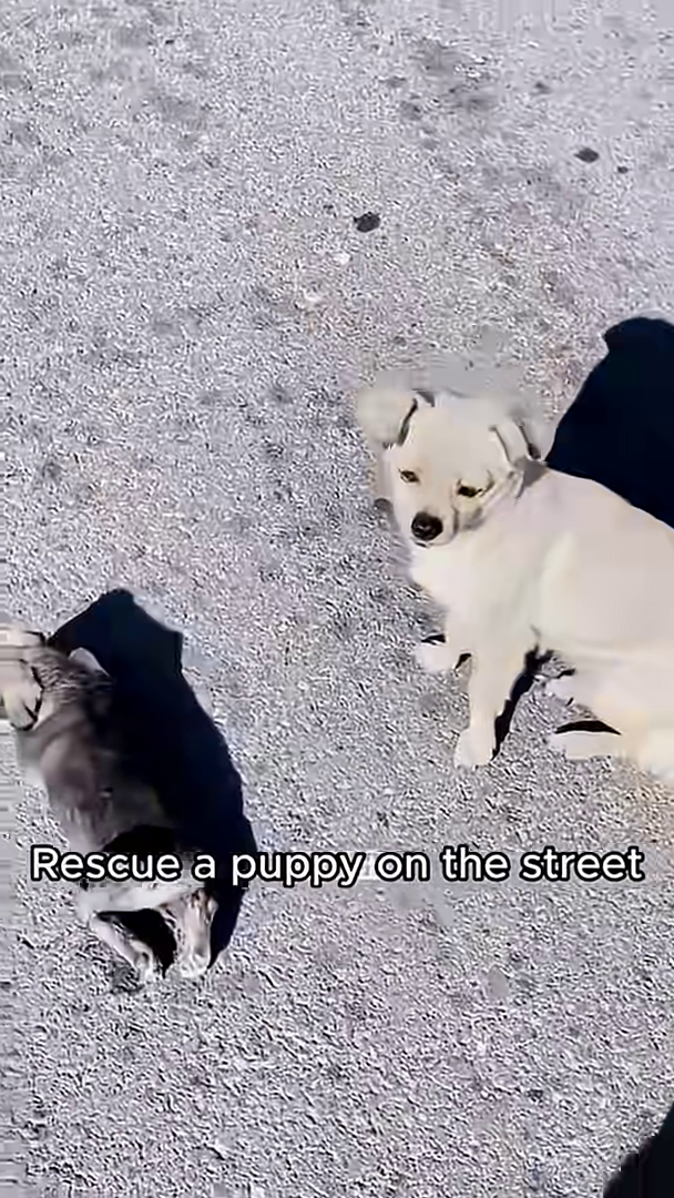 A person's hands gently lift a small, dark-colored puppy from the ground.
