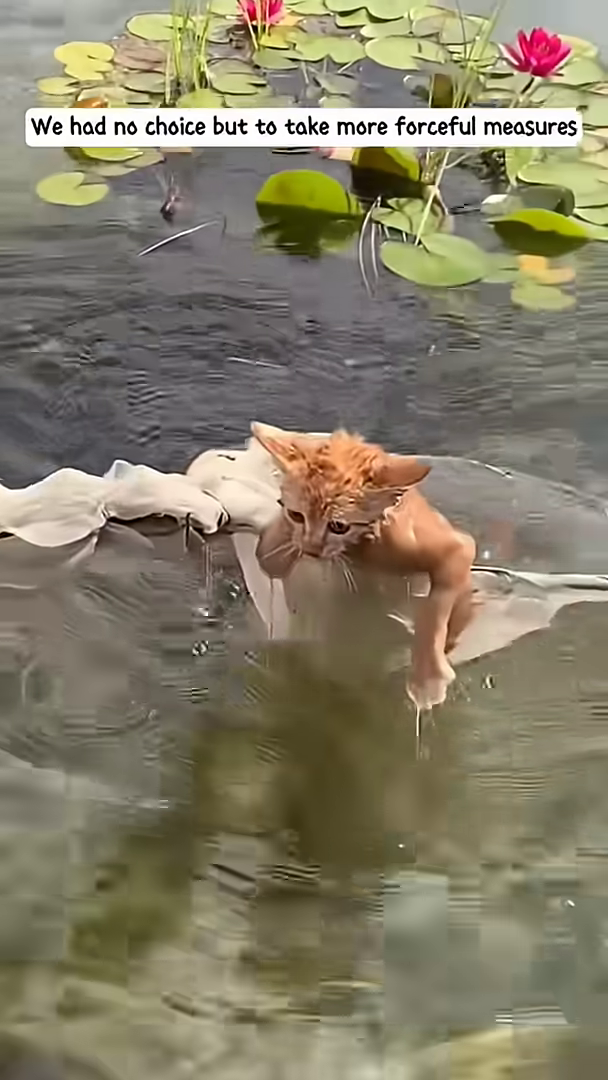 A kitten is being carefully lifted out of the water in a net.