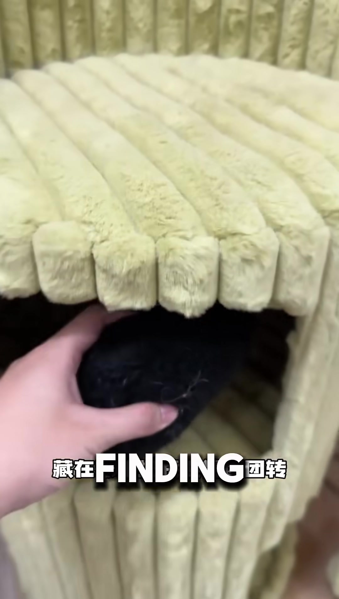 A tabby cat eagerly exploring a new room.