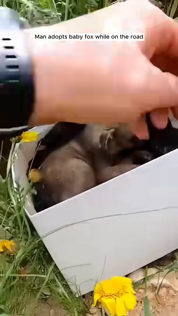 A man gently strokes the head of a sleeping baby fox in a box.