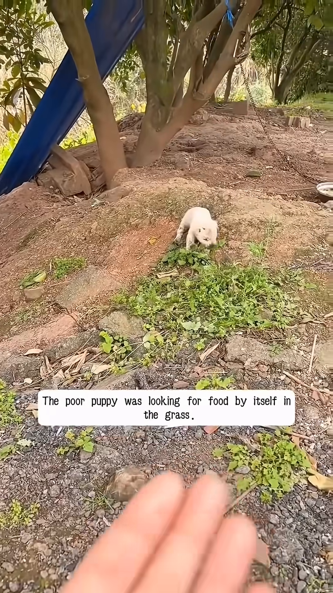 A person is cleaning a dirty puppy with wounds.